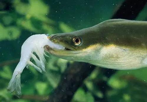 日本鳗鱼行动,探寻日本鳗鱼的神秘行动轨迹